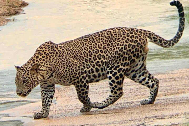 YALA BLOCK 5 & 6 (Weheragala & Lunugamwehera) Safari Tours - Photo 1 of 7